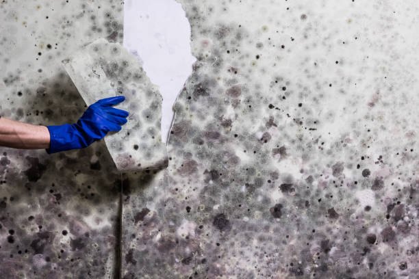 Professional Mold Removal in Jerseyville, IL